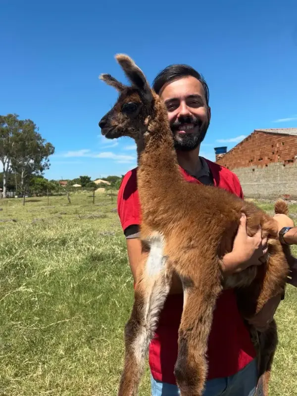 Manejar Lhamas e Alpacas não precisa parecer impossível