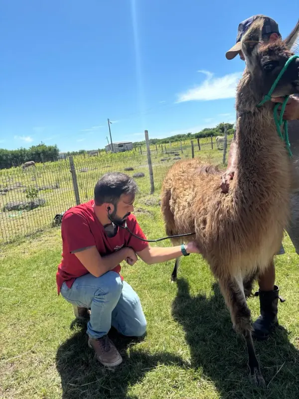 O Método Completo para Dominar Camelídeos Sul-Americanos